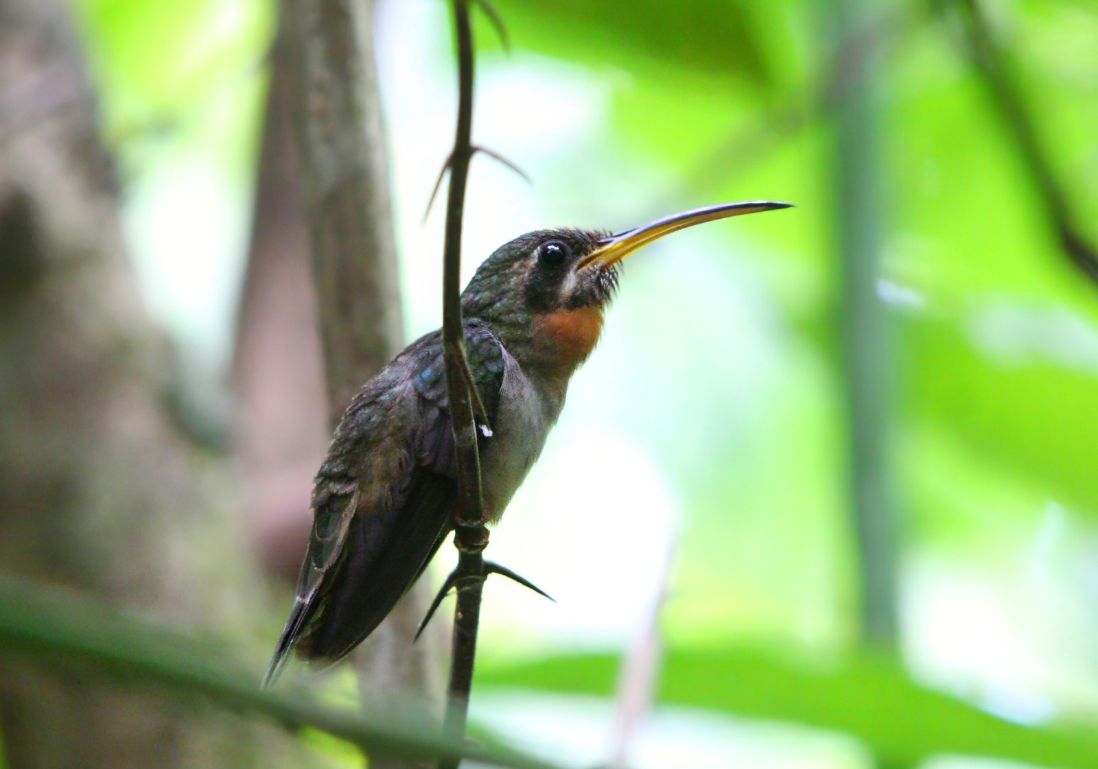 image Band-tailed Barbthroat